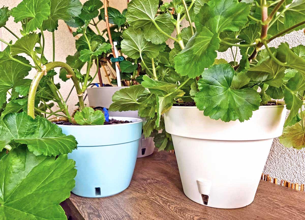 how to automatically water potted plants