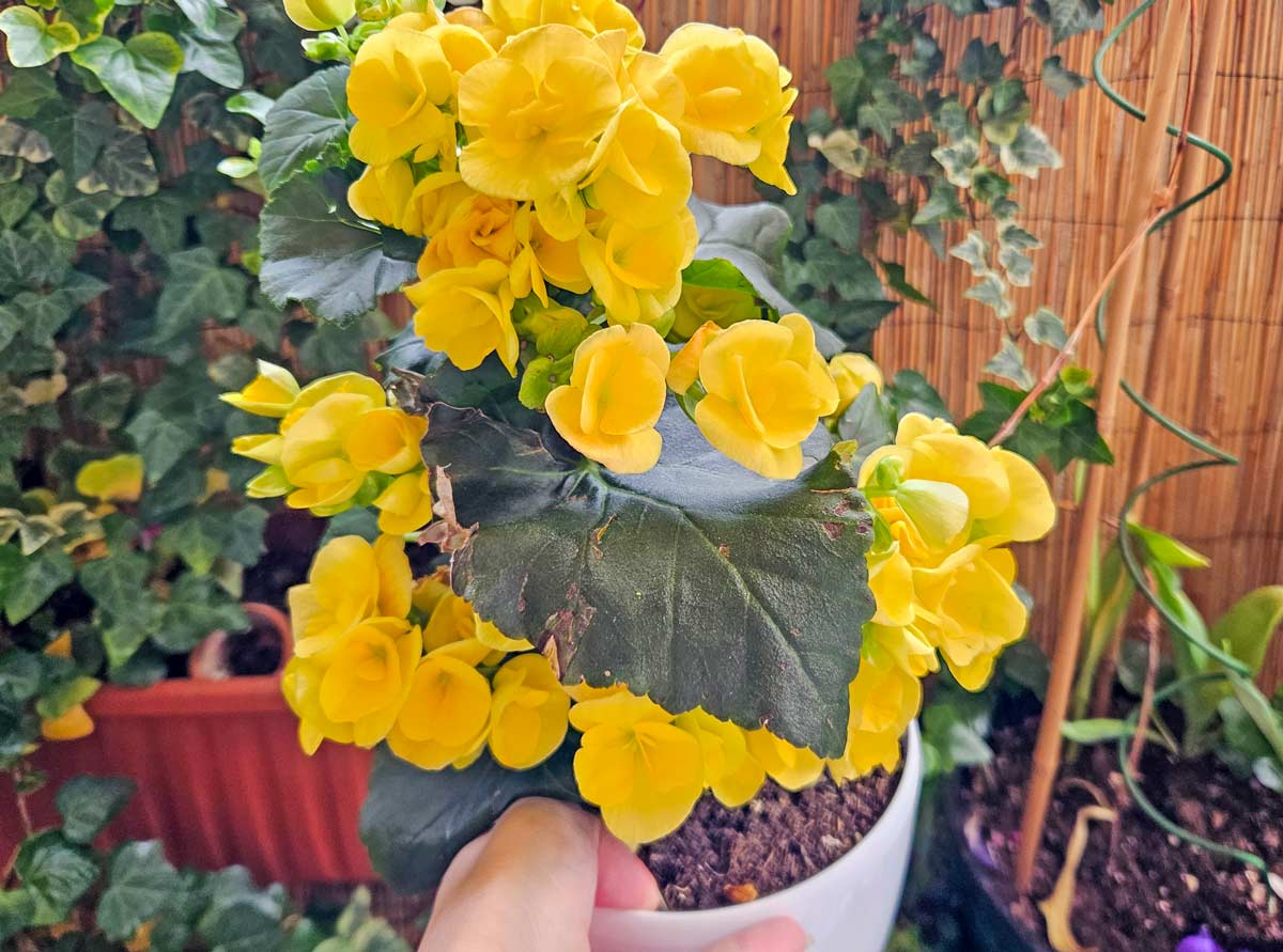 my yellow begonia